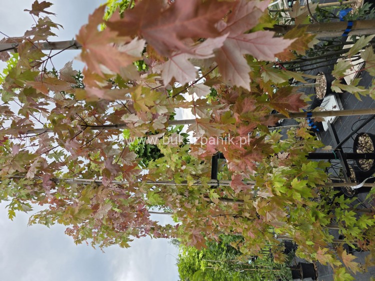 Klon Freemana Autumn Blaze- Acer Freemanii