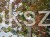 Klon Freemana Autumn Blaze- Acer Freemanii