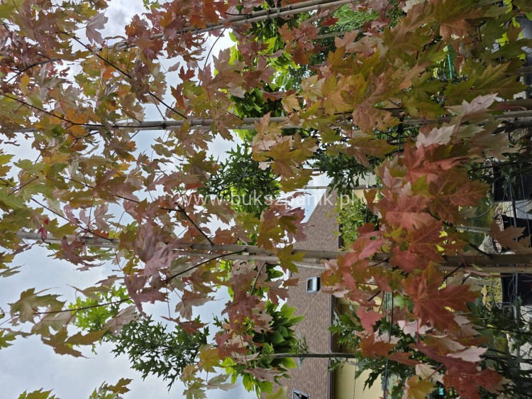 Klon Freemana Autumn Blaze- Acer Freemanii