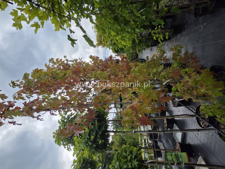 Klon Freemana Autumn Blaze- Acer Freemanii