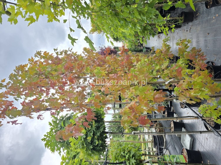 Klon Freemana Autumn Blaze- Acer Freemanii