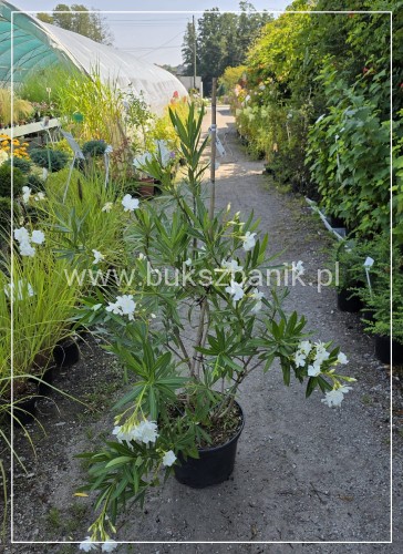 Oleander pospolity biały