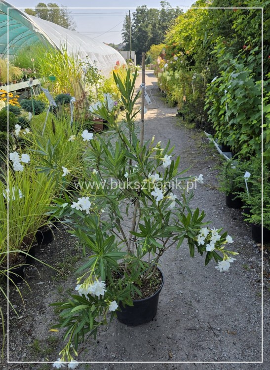 Oleander pospolity biały