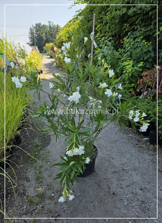 Oleander pospolity biały