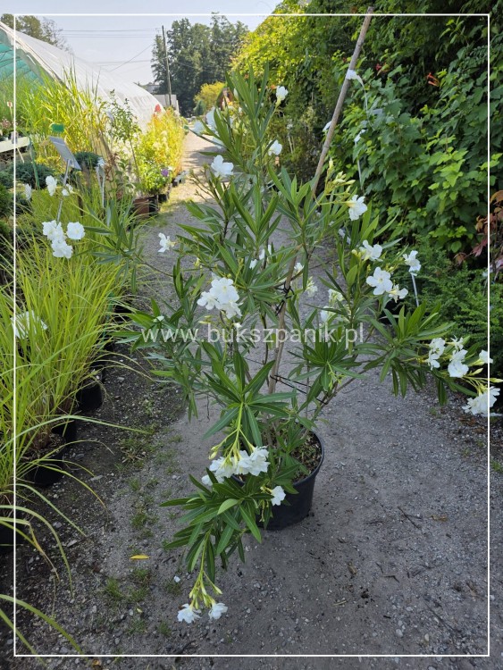 Oleander pospolity biały