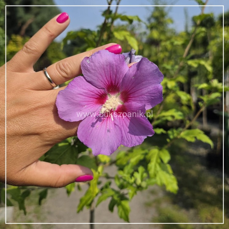 Hibiskus Afrodite Pa