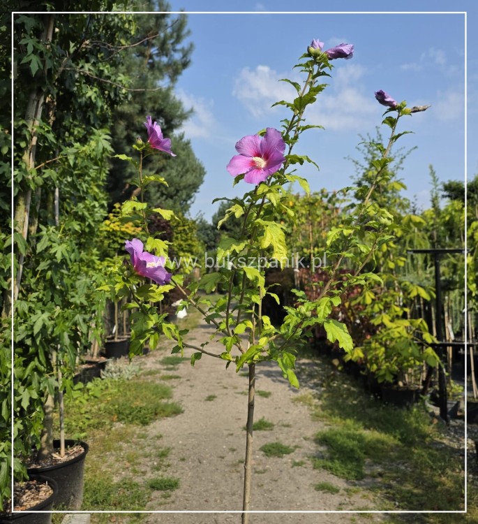 Hibiskus Afrodite Pa