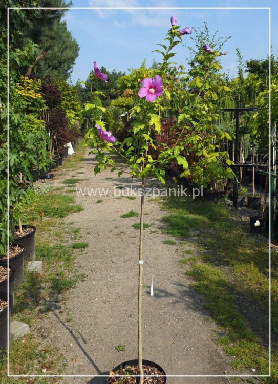 Hibiskus Afrodite Pa