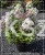 Hortensja bukietowa Diamante Rouge