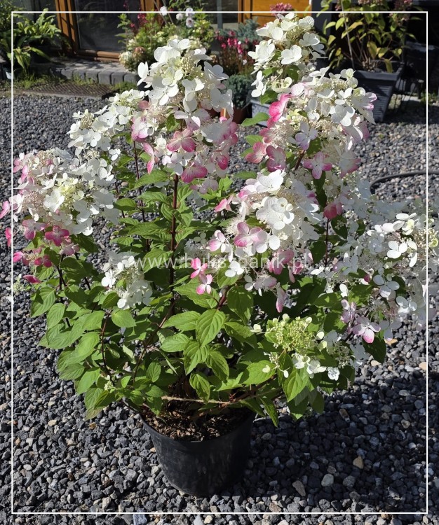 Hortensja bukietowa Diamante Rouge