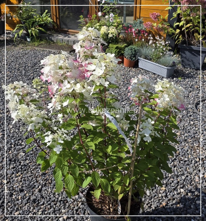Hortensja bukietowa Diamante Rouge