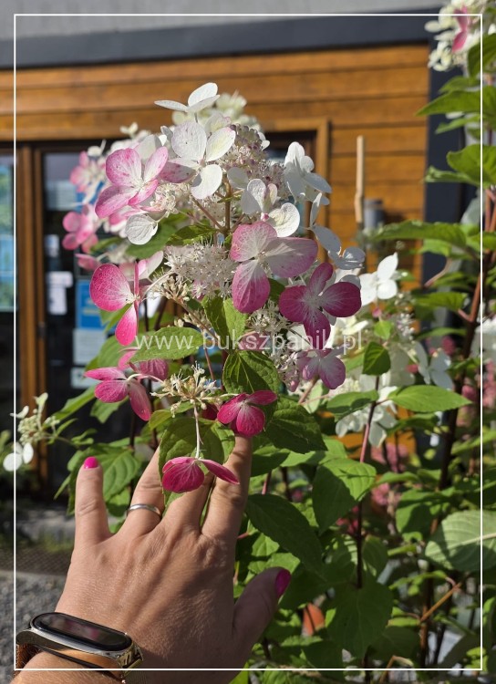 Hortensja bukietowa Diamante Rouge