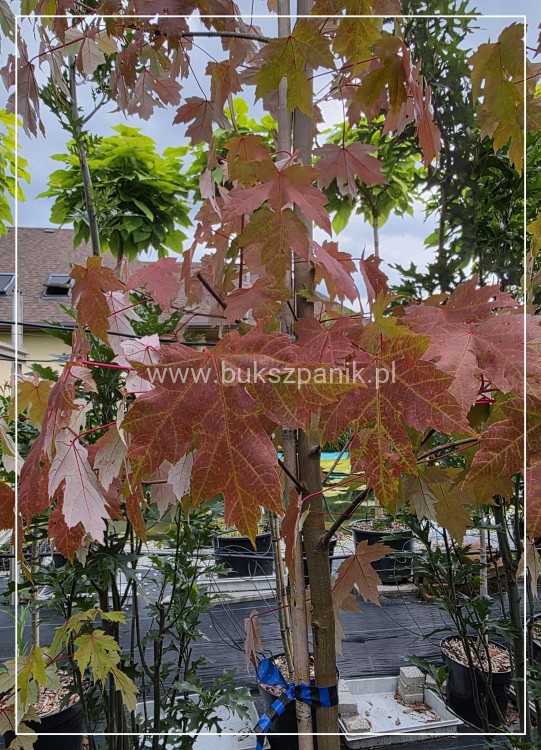 Klon Freemana Autumn Blaze- Acer Freemanii