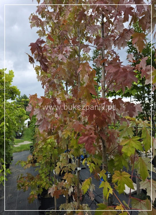 Klon Freemana Autumn Blaze- Acer Freemanii