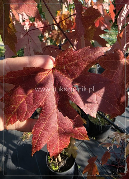 Klon Freemana Autumn Blaze- Acer Freemanii