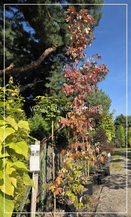 Klon Freemana Autumn Blaze- Acer Freemanii