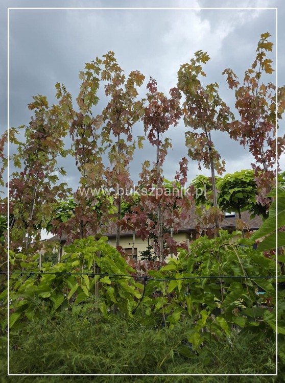 Klon Freemana Autumn Blaze- Acer Freemanii