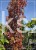 Klon Freemana Autumn Blaze- Acer Freemanii