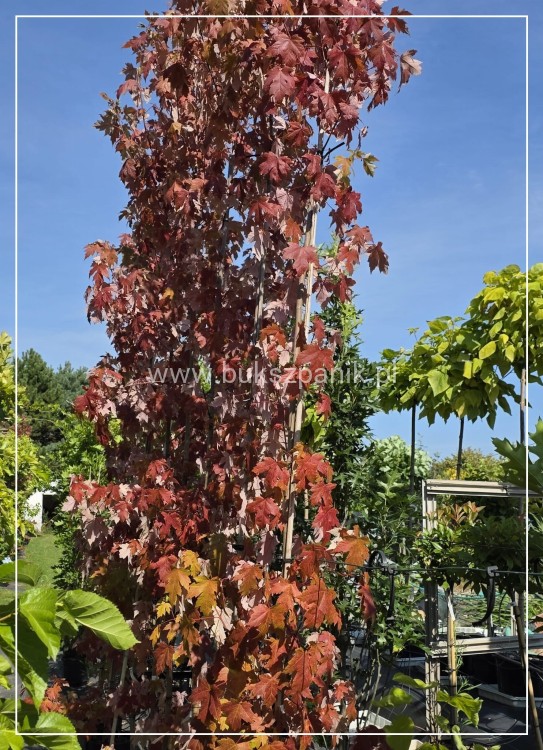 Klon Freemana Autumn Blaze- Acer Freemanii