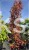 Klon Freemana Autumn Blaze- Acer Freemanii