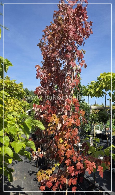 Klon Freemana Autumn Blaze- Acer Freemanii