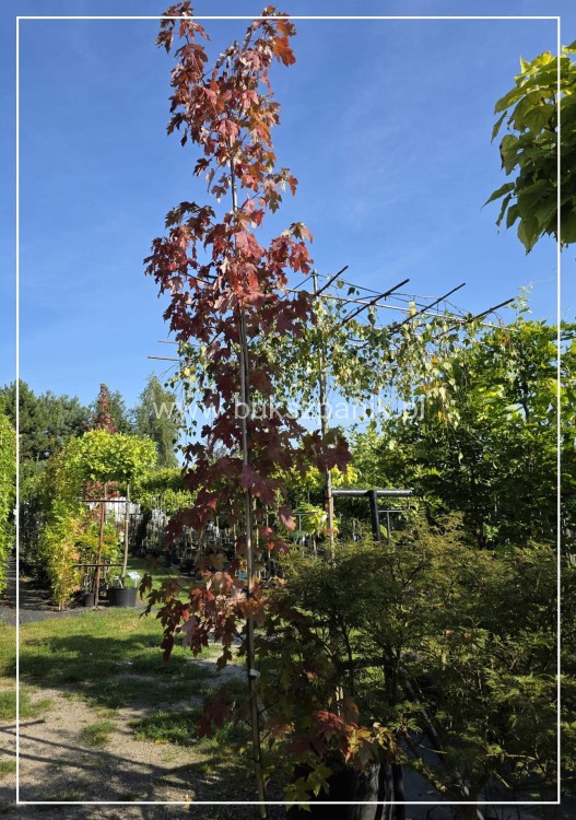 Klon Freemana Autumn Blaze- Acer Freemanii
