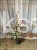 Judaszowiec kanadyjski Carolina Sweetheart C10l (
