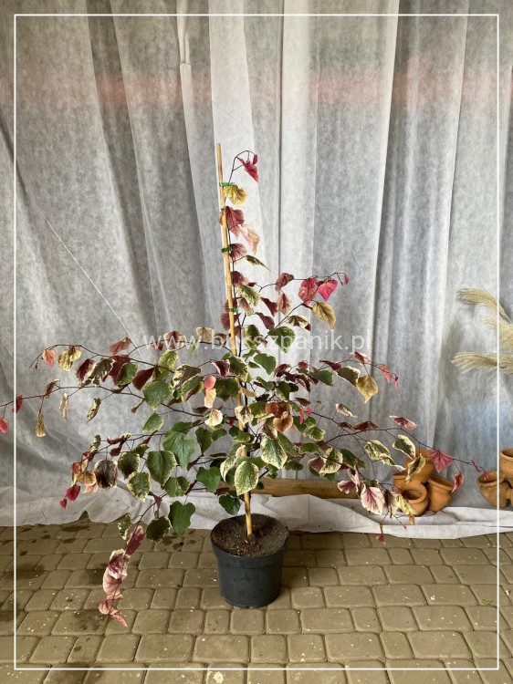 Judaszowiec kanadyjski Carolina Sweetheart C10l (