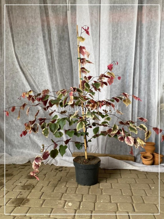 Judaszowiec kanadyjski Carolina Sweetheart C10l