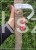 Ambrowiec amerykański forma naturalna ob. 14-16cm