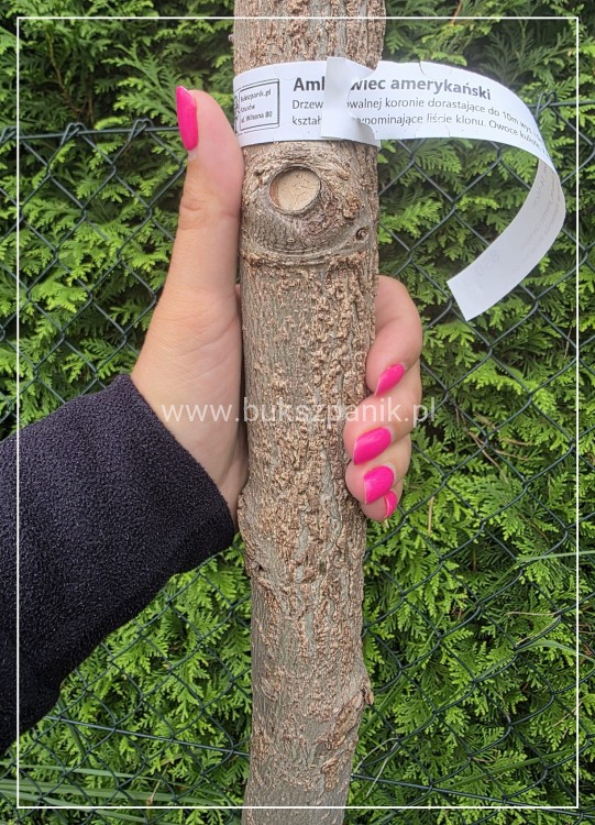 Ambrowiec amerykański forma naturalna ob. 14-16cm