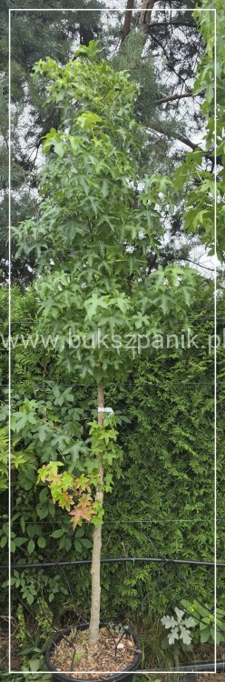 Ambrowiec amerykański forma naturalna ob. 10-12cm