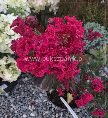 Lagerstroemia ‘Dynamite- Lagerstroemia indica