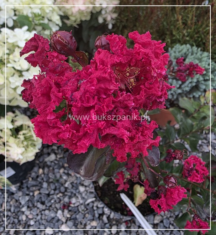 Lagerstroemia ‘Dynamite- Lagerstroemia indica