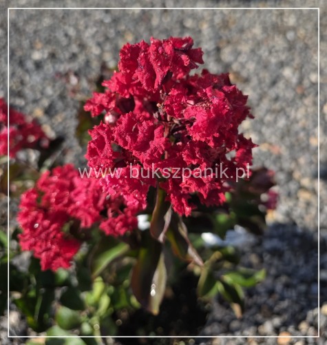 Lagerstroemia ‘Dynamite- Lagerstroemia indica