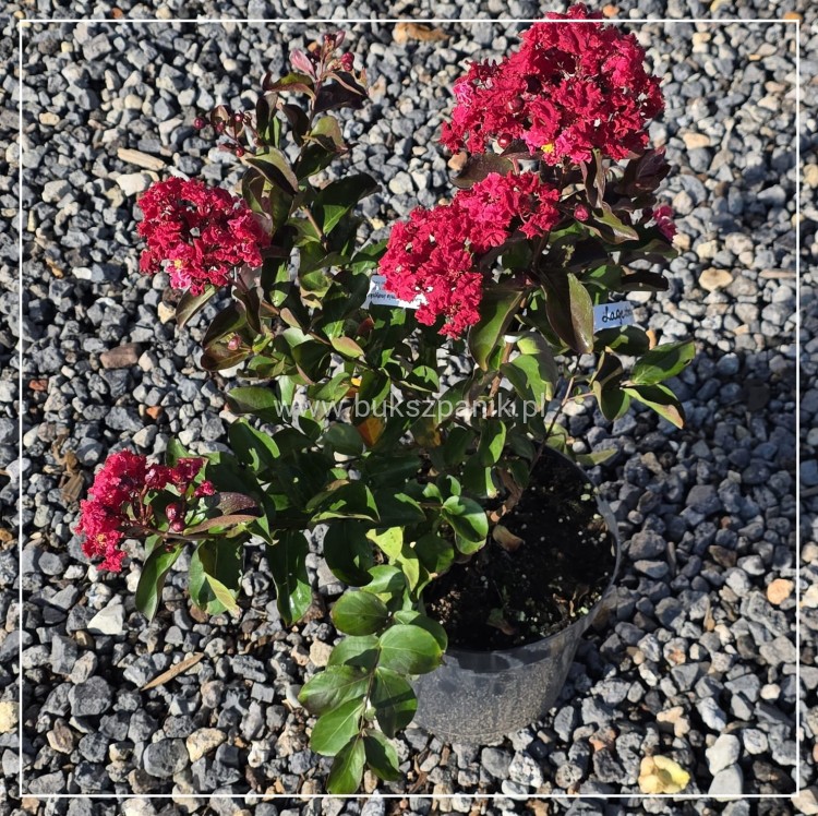 Lagerstroemia ‘Dynamite- Lagerstroemia indica