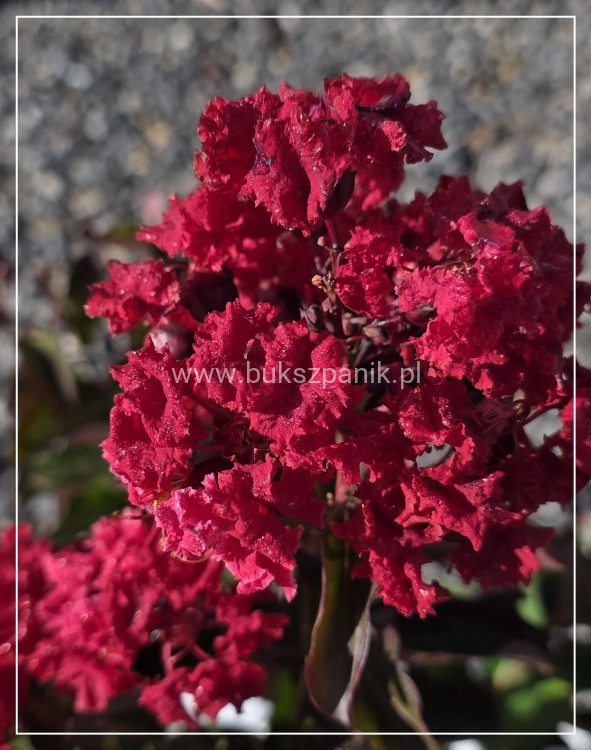 Lagerstroemia ‘Dynamite- Lagerstroemia indica
