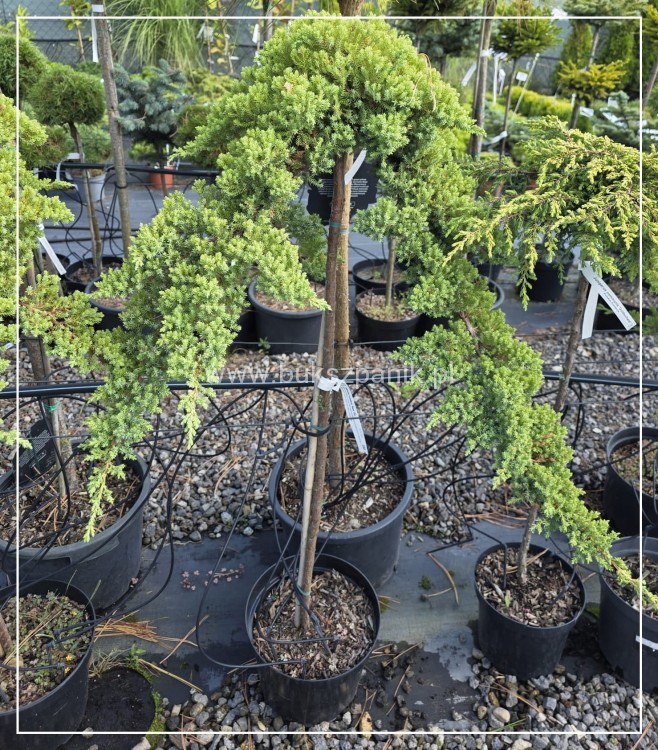 Jałowiec rozesłany Nana- Juniperus procumbens