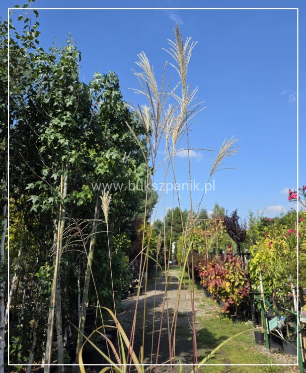 Miskant chińśki BLUTENWÜNDER - Miscanthus sinensis C10l
