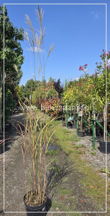 Miskant chińśki BLUTENWÜNDER - Miscanthus sinensis C10l