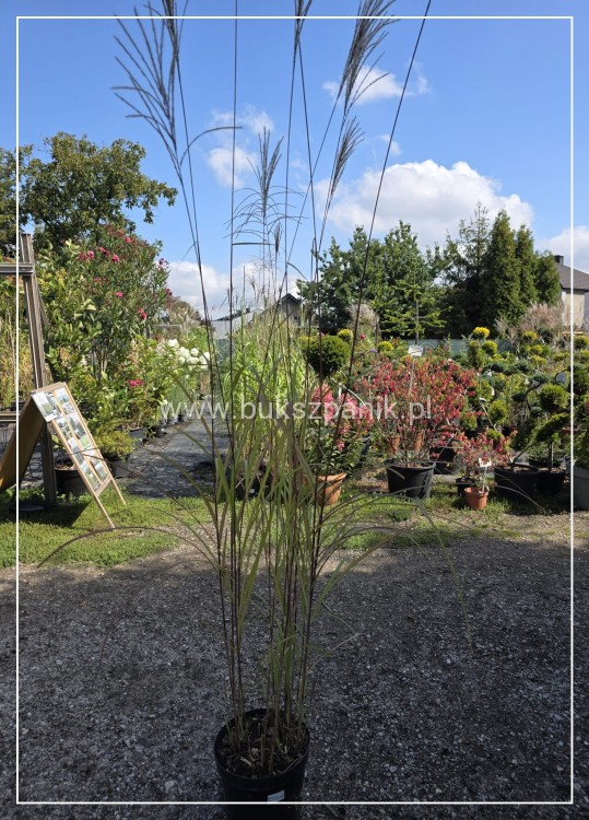 Miskant chińśki BLUTENWÜNDER - Miscanthus sinensis C10l
