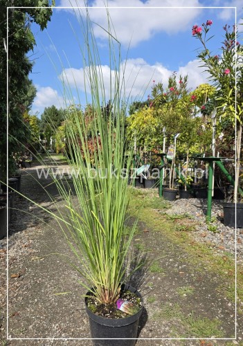 Trawa pampasowa RED MISTRAL- Cortaderia