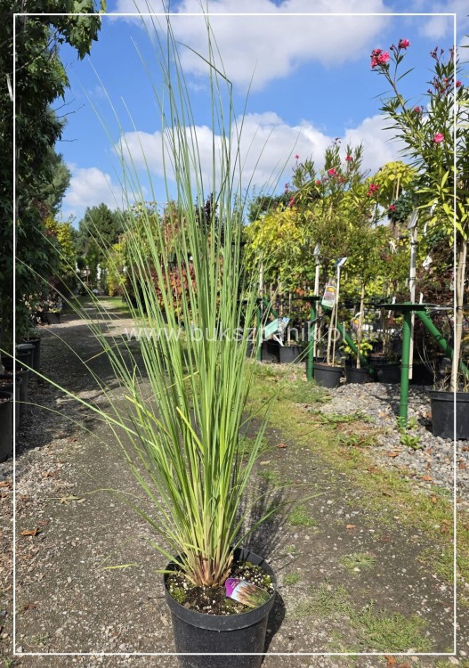 Trawa pampasowa RED MISTRAL- Cortaderia