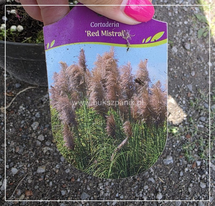 Trawa pampasowa RED MISTRAL- Cortaderia