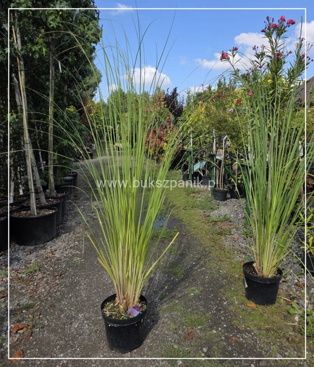 Trawa pampasowa różowa Cortaderia selloana Rosea