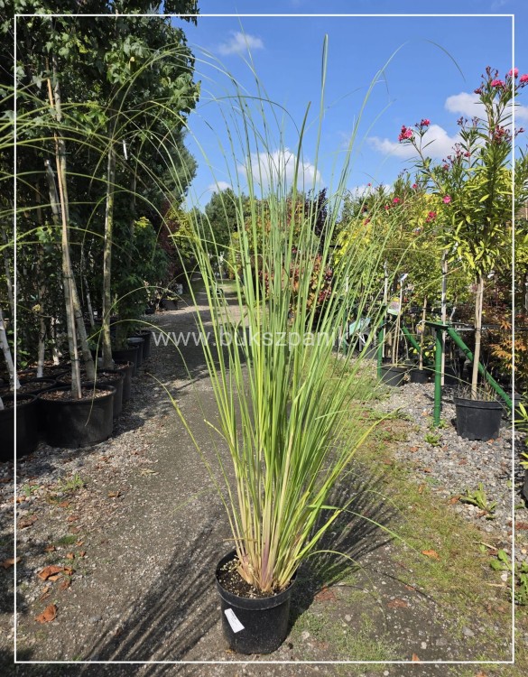 Trawa pampasowa różowa Cortaderia selloana Rosea