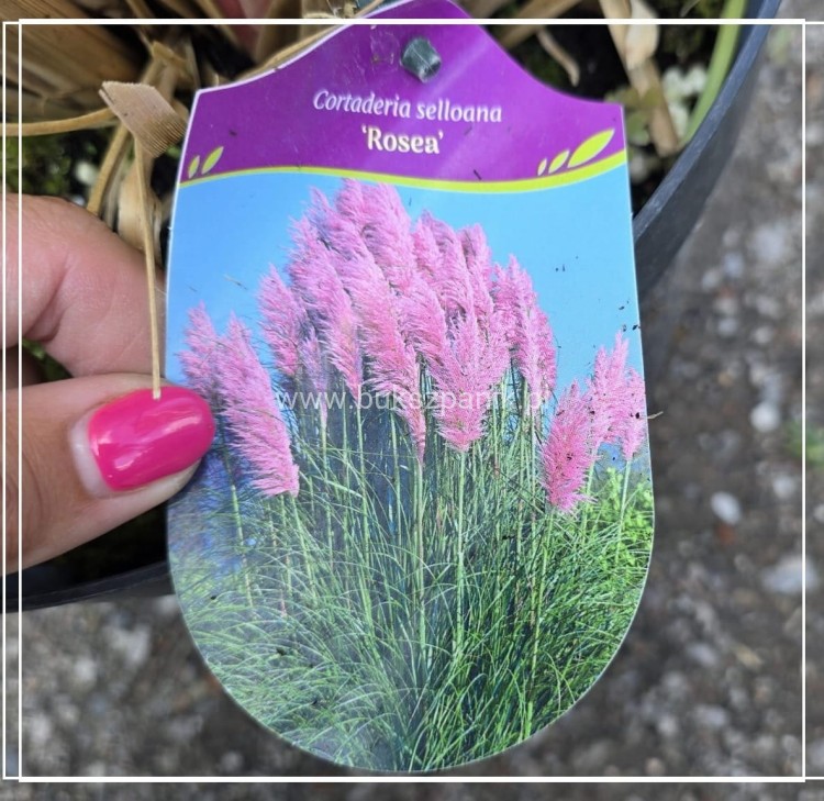 Trawa pampasowa różowa Cortaderia selloana Rosea