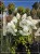 Hortensja bukietowa "POLAR BEAR"- Hydrangea paniculata