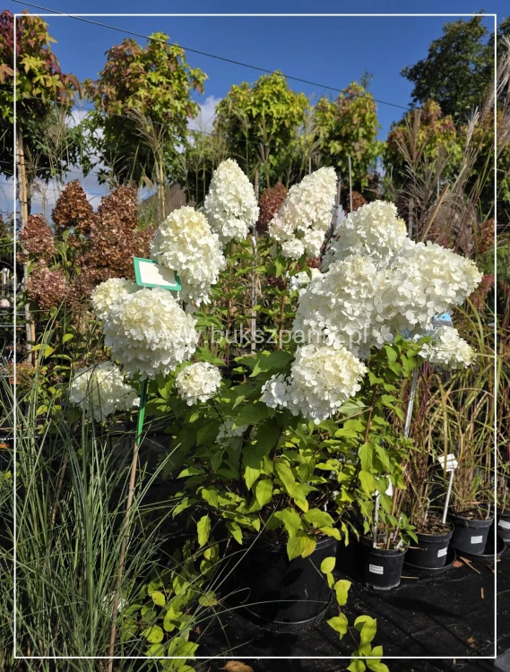 Hortensja bukietowa "POLAR BEAR"- Hydrangea paniculata