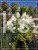 Hortensja bukietowa "POLAR BEAR"- Hydrangea paniculata